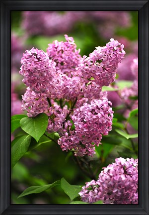 Framed Lilacs Print
