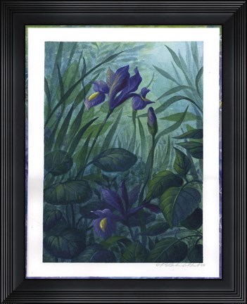 Framed Water Iris Print