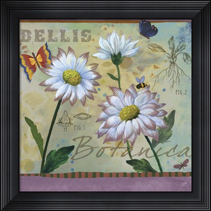 Framed Bellis Botanica Print