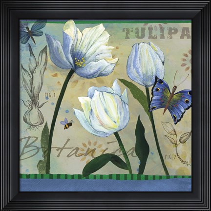 Framed Tulipa Botanica Print