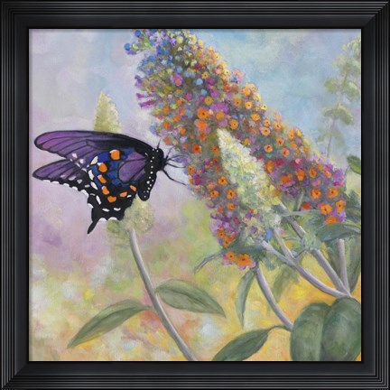 Framed Admiral Butterfly Print