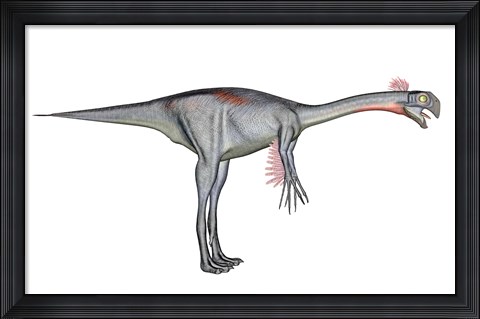 Framed Gigantoraptor dinosaur, white background Print