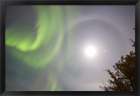Framed Aurora borealis, Full Moon, Halo and Venus by Lake Laberge, Yukon, Canada Print