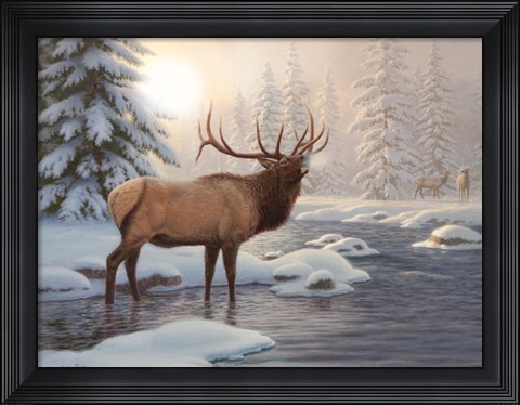 Framed Elk Bugleing Print