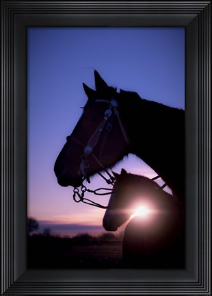 Framed Morning Glory Print