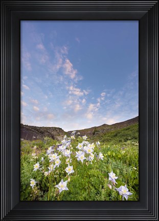 Framed Columbine Morning I Print