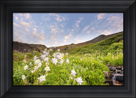 Framed Columbine Morning II Print