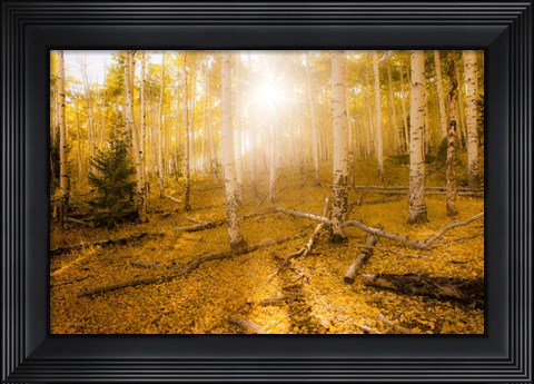 Framed Fall Light Print
