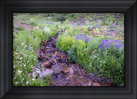 Framed Field of Beauty I Print