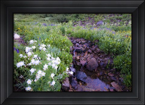 Framed Field of Beauty II Print