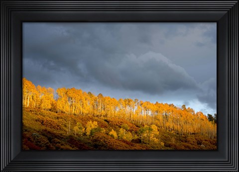 Framed Golden Light Print