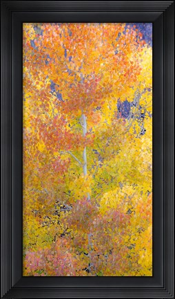 Framed Natures Color Print