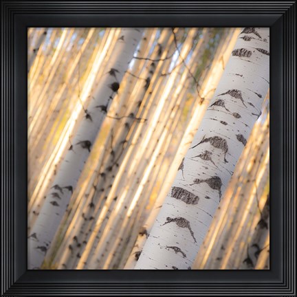Framed Aspen Light Print