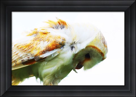 Framed Barn Owl 1 Print