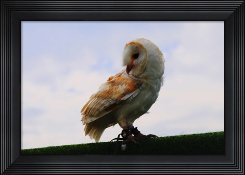 Framed Barn Owl 2 Print