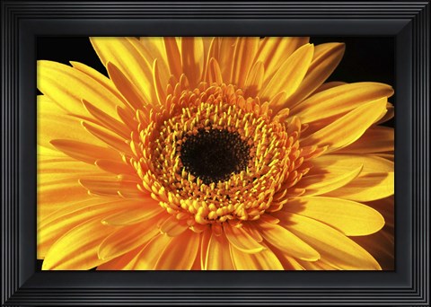 Framed Gerbera Flower Print