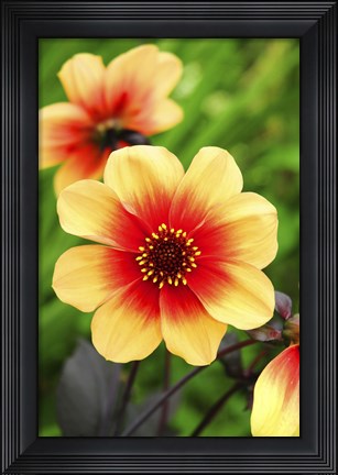 Framed Dahlias Print