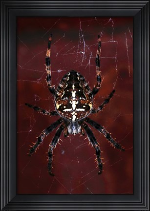 Framed Garden Spider Print