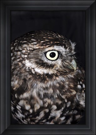 Framed Little Owl Print