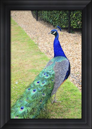 Framed Peacock Print