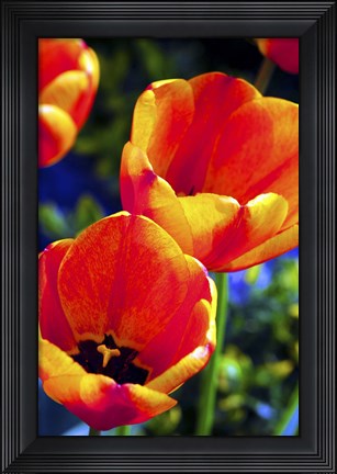 Framed Tulips Print