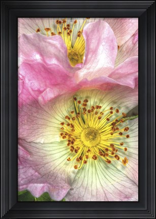 Framed Wild Roses Print
