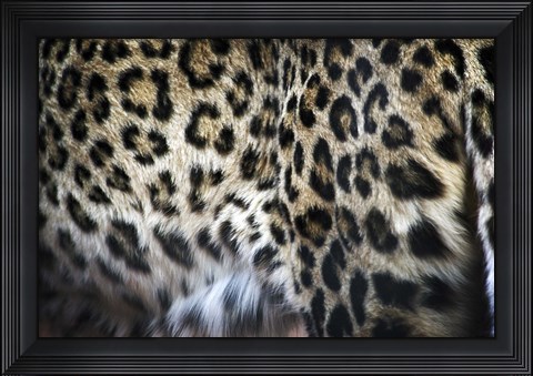 Framed Hide I Print