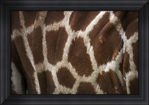Framed Hide II Print