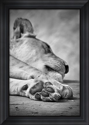 Framed Lions Paw Print