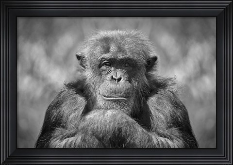Framed Chimp Print