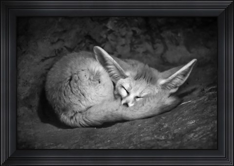 Framed Fennec Fox Print