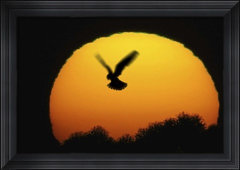 Framed Into the Sun Print