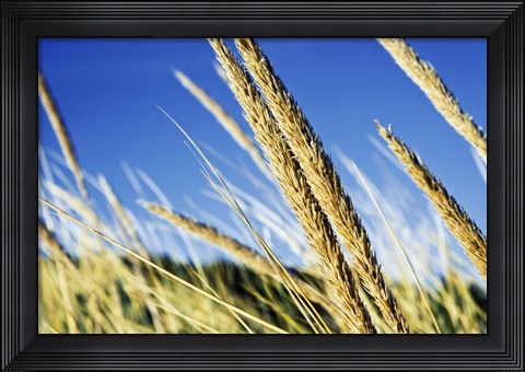 Framed Summer Breeze Print
