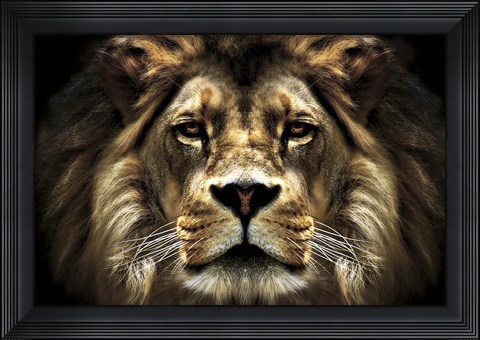 Framed Lion Print