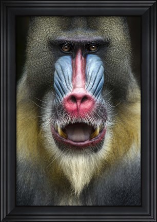 Framed Mandrill 2 Print