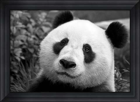 Framed Giant Panda Print