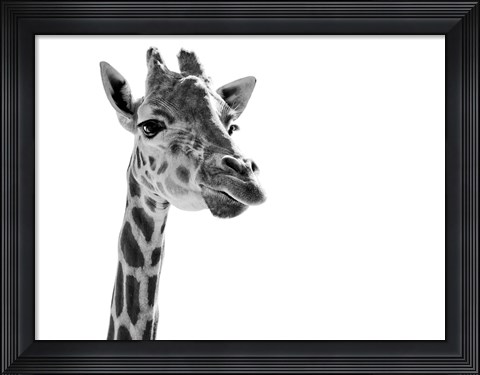Framed Giraffe Expressionism Print