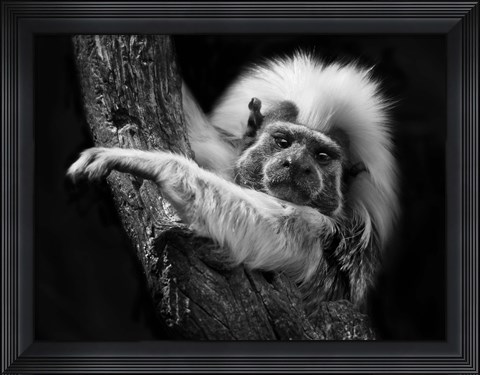 Framed Tamarin Print