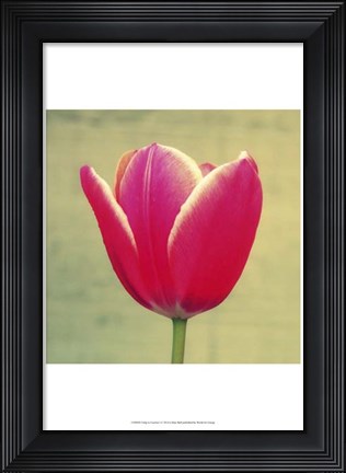 Framed Tulip in Fuchsia I Print