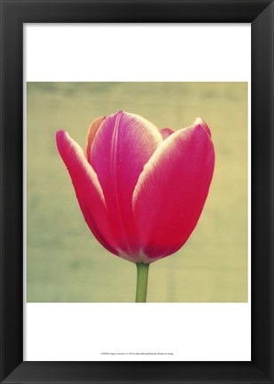 Framed Tulip in Fuchsia I Print