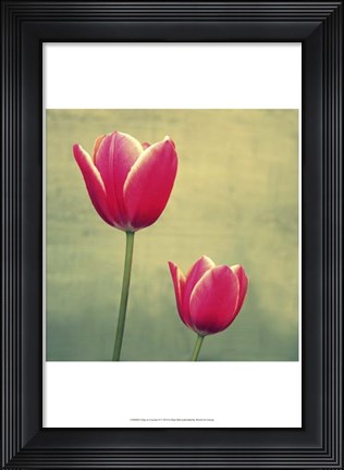 Framed Tulip in Fuchsia II Print