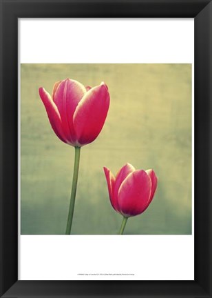 Framed Tulip in Fuchsia II Print