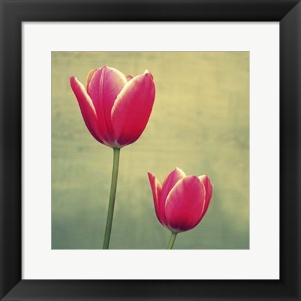 Framed Tulip in Fuchsia II Print