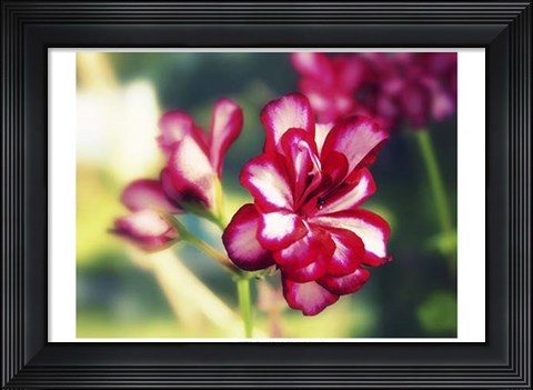 Framed Pink Blossom I Print