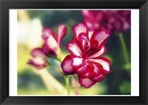 Framed Pink Blossom I Print