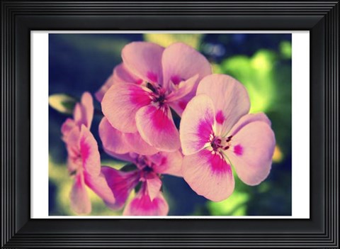 Framed Pink Blossom II Print