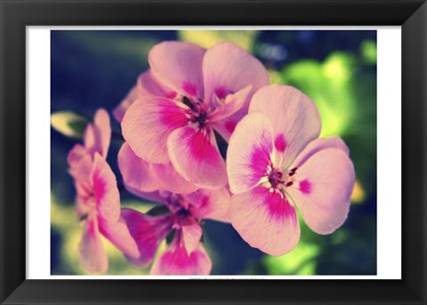 Framed Pink Blossom II Print
