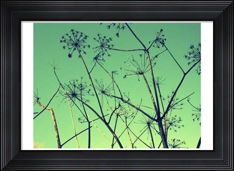 Framed Cow Parsley I Print