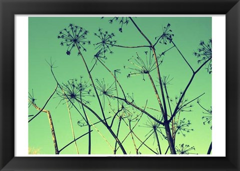 Framed Cow Parsley I Print