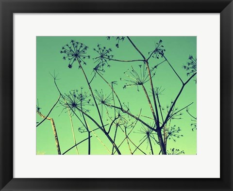 Framed Cow Parsley I Print